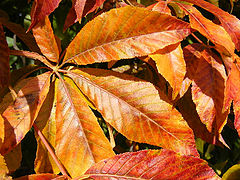фото "Autumn"