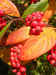 фото "Autumn"