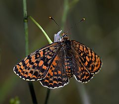 фото "Шашечница красная( Melitaea didyma)"