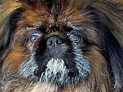 photo "The daddy's Siberian"