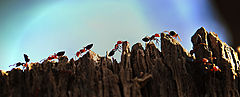 photo "муравьи"