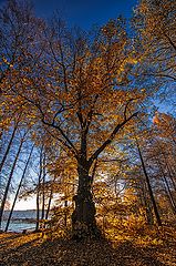 фото "Петергоф"