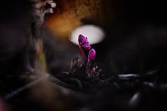 photo "***"
