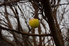 photo "***"