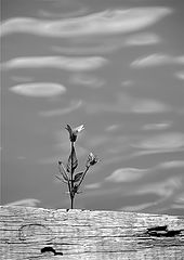 photo "***"