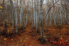 фото "Осень ковров"
