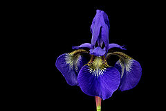 фото "lilie"