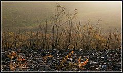 photo "***"