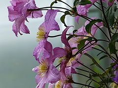 photo "After a rain"