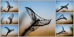 photo "***"
