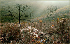 photo "***"