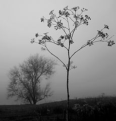 photo "***"