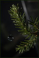 фото "***"