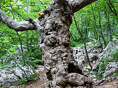 photo "Wood spirit"