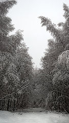 photo "***"
