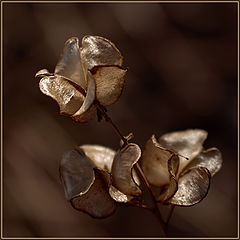 photo "***"