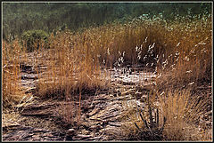 photo "***"