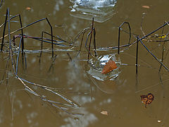 photo "***"