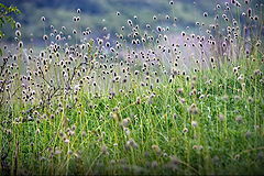 photo "In the country of dense grasses"