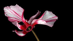 фото "Cyclamen"