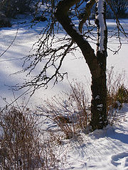 photo "Winterday"