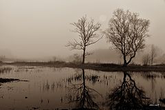 photo "***"