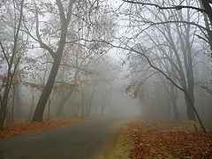 photo "***"