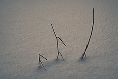 photo "Family disassembly"