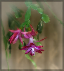 photo "***"