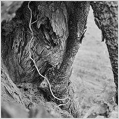 photo "***"