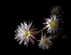 photo "Blooming Cactus"