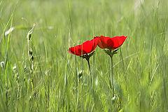 photo "***"