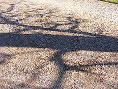 фото "Shadow"