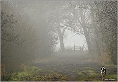photo "Misty morning"