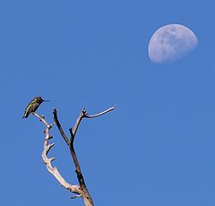 photo "Колибри"