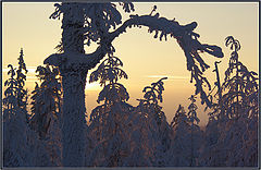 photo "***"