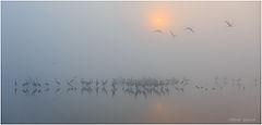 фото "Утро в тумане"