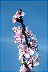 photo "***"