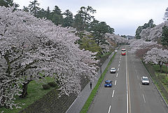 photo "Sakura highway"