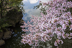 photo "Сакура"