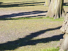 фото "Shadow"