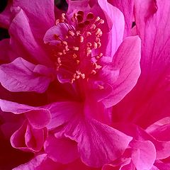 фото "Pink Closeup"