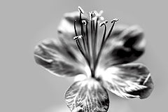 photo "***"