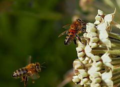 photo "bee"
