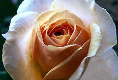 photo "Rose-princess"