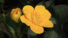 фото "yellow flower"