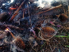photo "innocent and sacrificial"