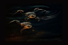 photo "***"
