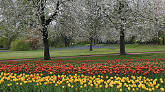 фото "spring"