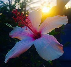 photo "Hibiscus"